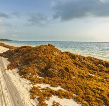 Caribbean_Sargassum Caribbean_Sargassum